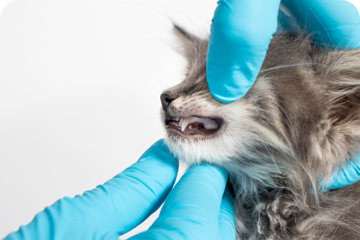 ISVD－拔牙訓練營